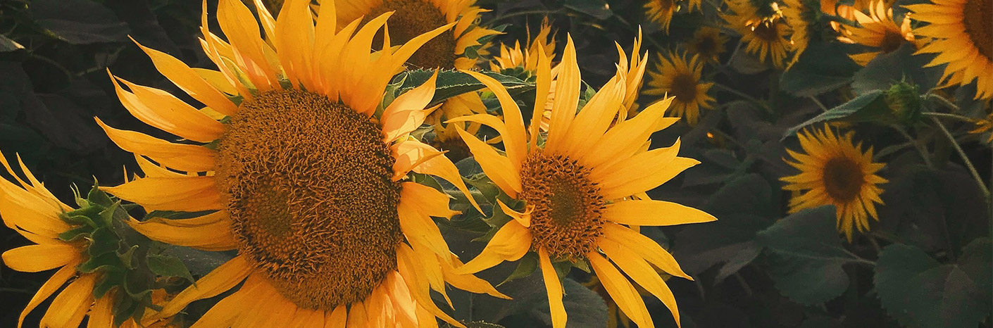Summer Sustainability Update with Julia Redman