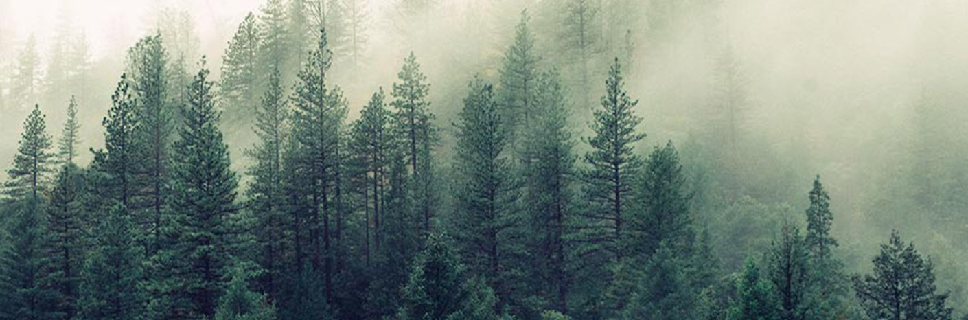 Planting a Tree for Every Order This January with Ecologi